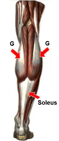 calf fat transfer abroad