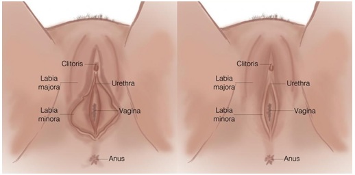 Sculpting of the Labia Majora: Detailed information - Plastic Surgery Munich